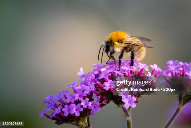 close-up of bee pollinating on purple flower,germany - eisenkraut stock-fotos und bilder