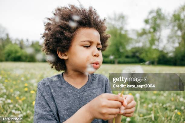 boy blowing seeds off a dandelion, close up, side view - aluno de jardim de infância imagens e fotografias de stock