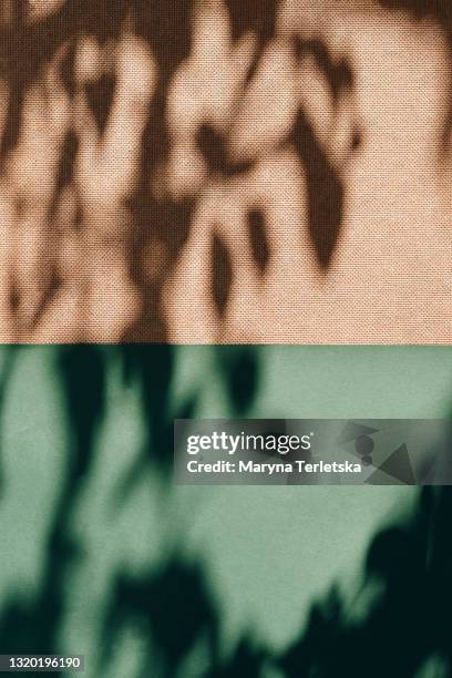 universal natural background with the shadow of a tree branch. - khaki green stock-fotos und bilder