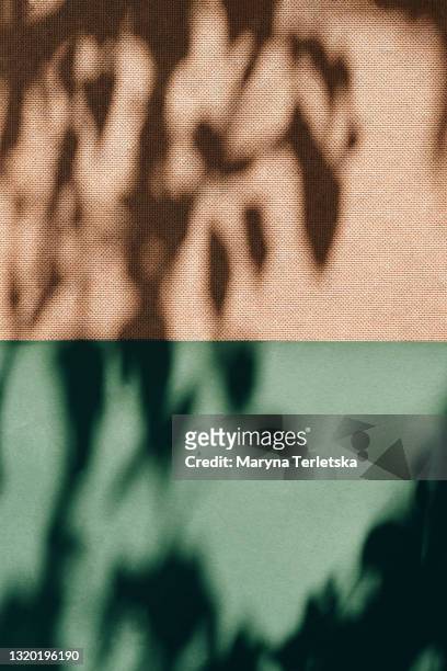 universal natural background with the shadow of a tree branch. - schaduw in het middelpunt stockfoto's en -beelden