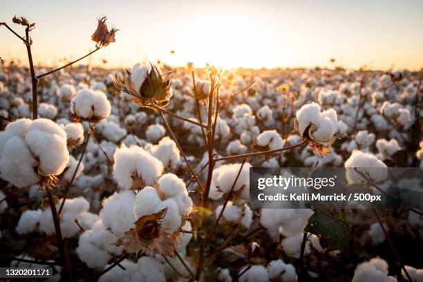 close-up of white flowering plants on field against sky - planta de algodón fotografías e imágenes de stock