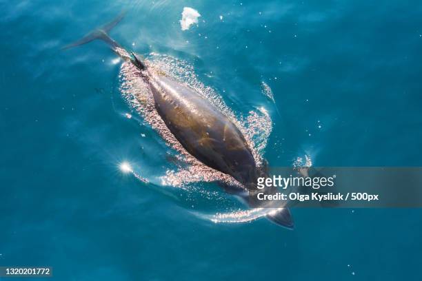 high angle view of southern right whale swimming in sea - southern right whale stock pictures, royalty-free photos & images