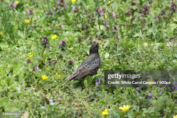 close-up of songstarling perching on field - carol vogel stock pictures, royalty-free photos & images