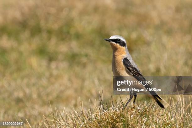 close-up of songbird perching on field,midlothian,united kingdom,uk - midlothian scotland stock pictures, royalty-free photos & images