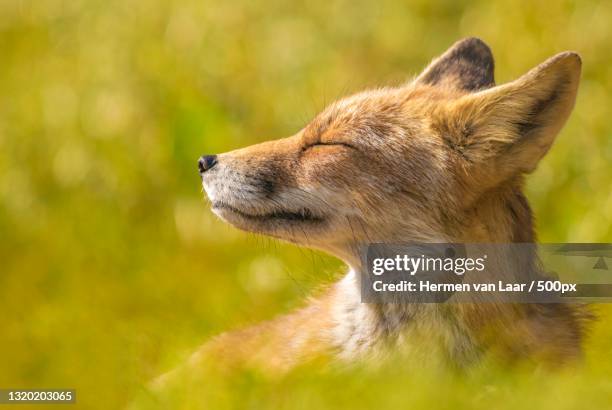 41,267 Fox Animal Photos and Premium High Res Pictures - Getty Images 41,267 Fox Animal Photos and Premium High Res Pictures - Getty Images