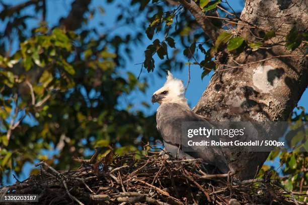 low angle view of eagle of prey perching on tree,state of mato grosso,brazil - harpy eagle 個照片及圖片檔