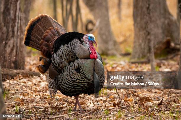 close-up of peacock perching on field - wild turkey stock pictures, royalty-free photos & images