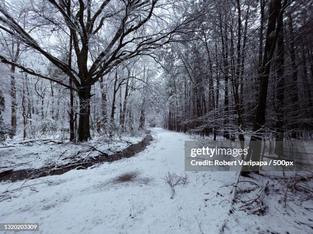 trees in forest during winter,woodside,delaware,united states,usa - delaware bildbanksfoton och bilder