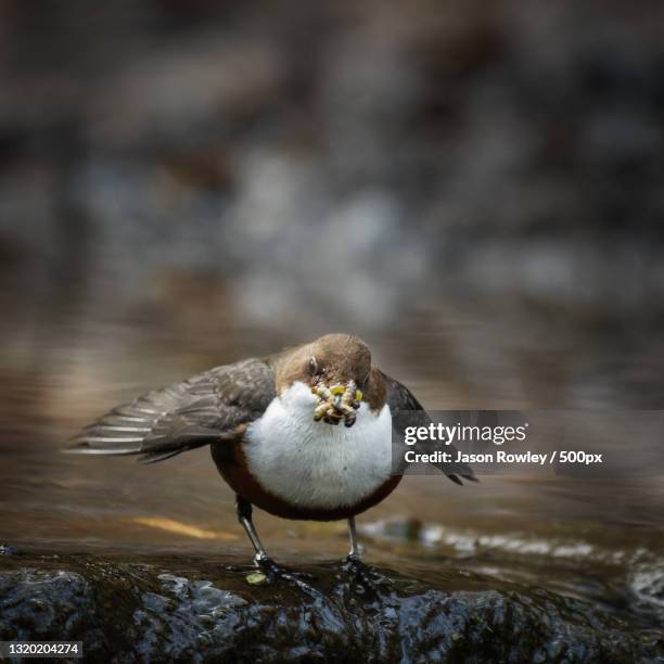 close-up of bird perching on rock,knypersley reservoir,united kingdom,uk - cinclus cinclus stock pictures, royalty-free photos & images