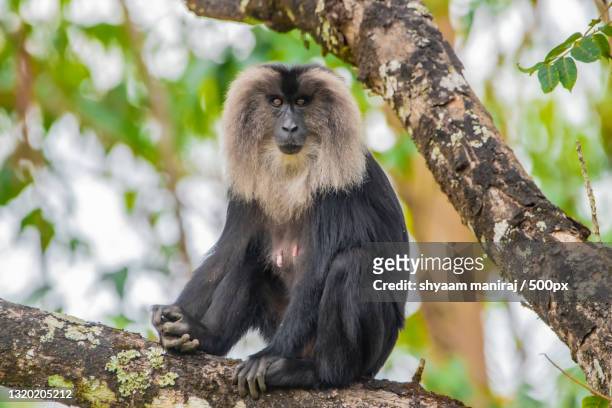 low angle view of lion tailed macaque sitting on tree - macaco coda di leone foto e immagini stock