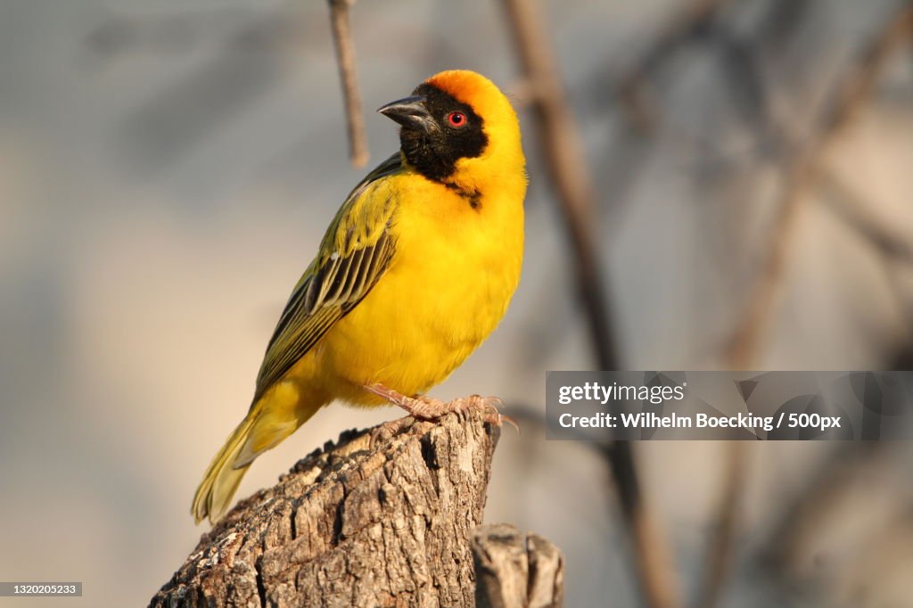 Close-up of weavermasked weaver bird perching on branch,Namibia