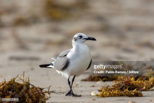 close-up of seagull perching on shore - florida estados unidos ストックフォトと画像