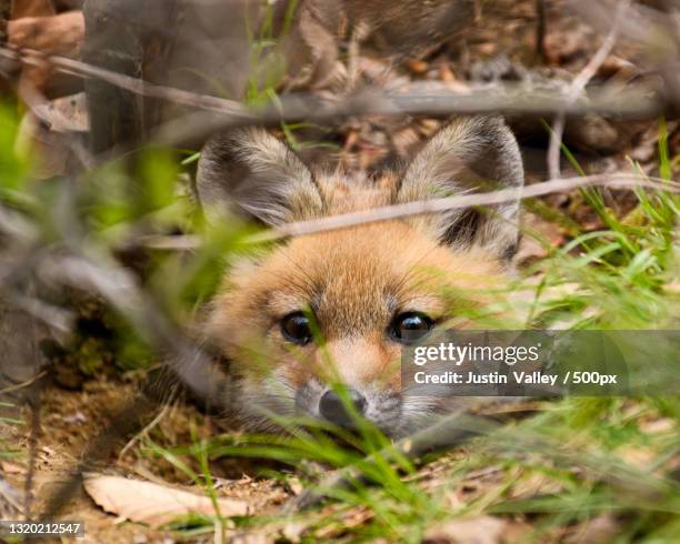 portrait of red fox lying on grassy field,sunapee,new hampshire,united states,usa - fox pup stock pictures, royalty-free photos & images