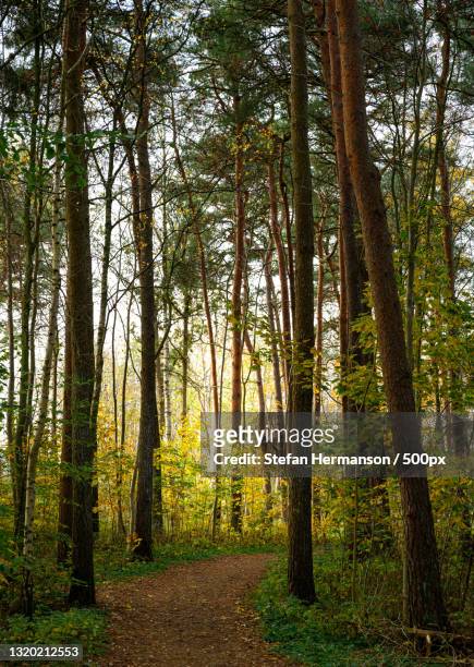 trees in forest during autumn - löv stock-fotos und bilder