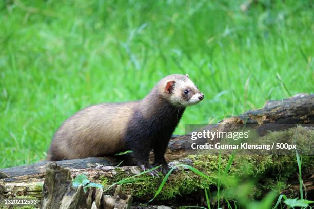 close-up of rodent on field,germany - mustela putorius furo stock pictures, royalty-free photos & images