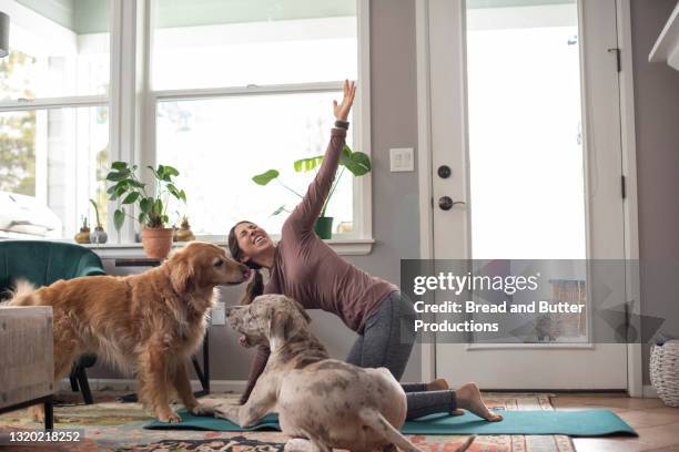 woman at home doing yoga workout, with dogs around her - great dane home stock pictures, royalty-free photos & images