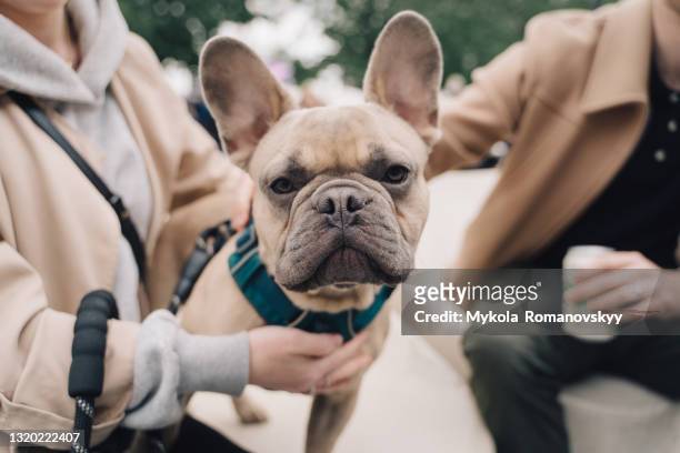 close-up portrait of adorable french bulldog of the brown colour. - 法國老虎狗 個照片及圖片檔