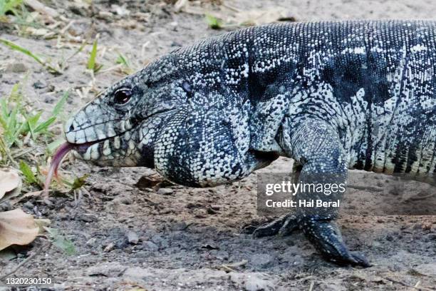 argentine black and white tegu lizard with tongue out close-up - black and white tegu stock pictures, royalty-free photos & images