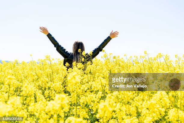 mujer rubia joven con los brazos en alto y de espaldas a la camara entre flores amarillas en un campo. estas flores se llaman colza o canola con la que se elabora un tipo de aceite. - mujer de espaldas foto e immagini stock
