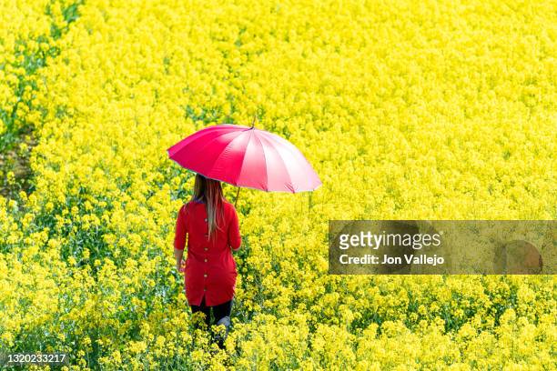 mujer rubia esta caminando con un vestido rojo y un paraguas rojo por el medio de un campo de flores amarillas llamadas colza o canola. - vestido de flores stockfoto's en -beelden
