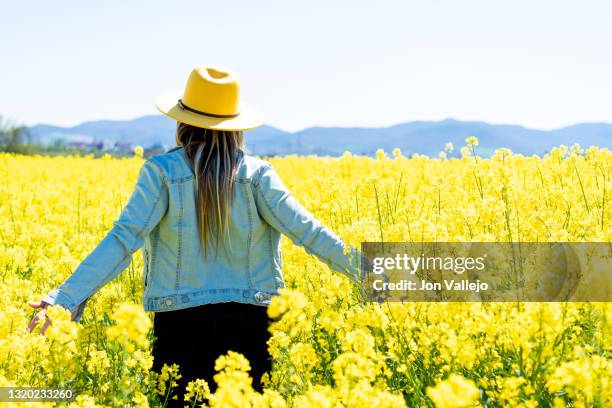 mujer rubia con mechas caminando entre unas flores amarillas. esta de espaldas a la camara y lleva puesto una chaqueta vaquera y un sombrero amarillo. estas flores se llaman colza o canola con la que se elabora un tipo de aceite. - mujer de espaldas stock pictures, royalty-free photos & images