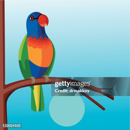 Rainbow lorikeet Rainbow lorikeet