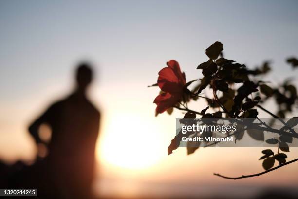 boy standing in the morning glow, the flower is in the front - bright future stock pictures, royalty-free photos & images