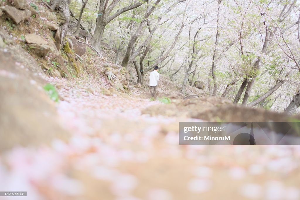 Tree Walkboy A Boy Walking In The Cherry Trees Fully Bloomed High-Res Stock Photo ...