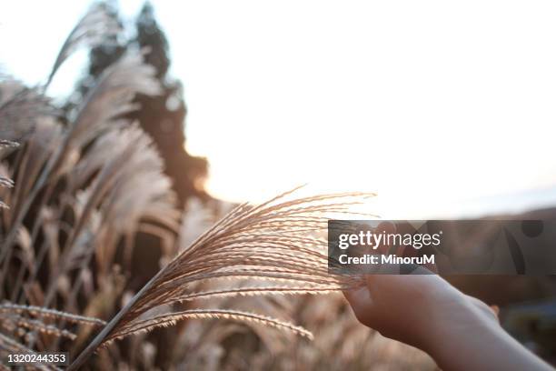 hand touching pampas grass - silver lining stock pictures, royalty-free photos & images