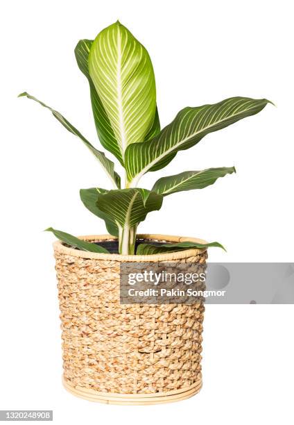 chinese evergreen (aglaonema sp. ‘soembarame’) in wicker basket isolated on white background. - plants white background stockfoto's en -beelden