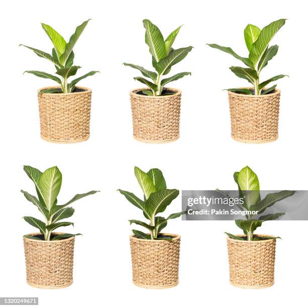 collections chinese evergreen (aglaonema sp. ‘soembarame’) in wicker basket isolated on white background. - chinese evergreen stock pictures, royalty-free photos & images