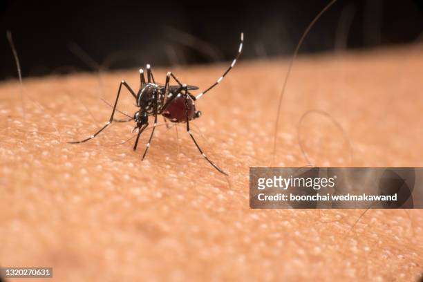 mosquito bites on the hand - dengue fever stock pictures, royalty-free photos & images
