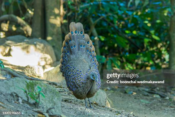 grey peacock-pheasant, birds of thailand - grey peacock pheasant stock pictures, royalty-free photos & images
