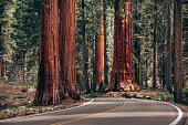 huge sequoia tree in the national park