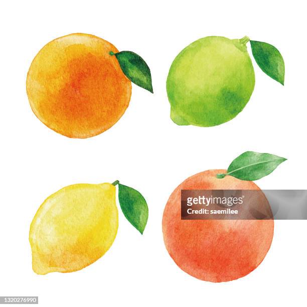 bildbanksillustrationer, clip art samt tecknat material och ikoner med akvarell citrus frukter - lemon juice