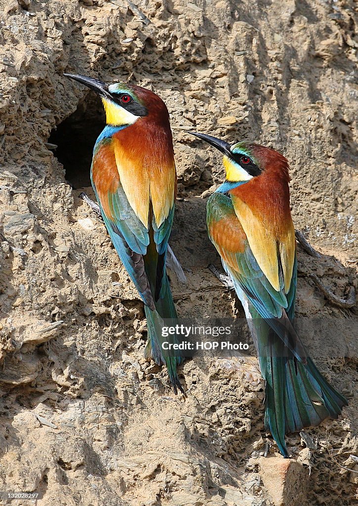 Bee eaters