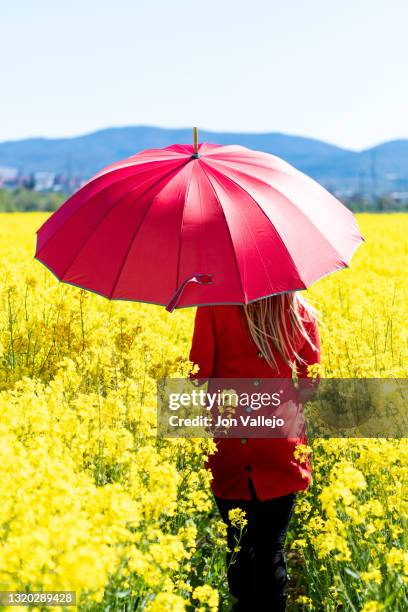 foto vertical de espaldas de una mujer rubia que va caminando con un vestido rojo y un paraguas rojo por el medio de un campo de flores amarillas llamadas colza o canola. - vestido rojo stock-fotos und bilder