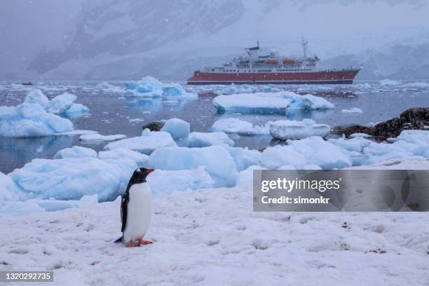 pingüino gentoo en la nieve con barco de expedición de fondo - océano antártico fotografías e imágenes de stock