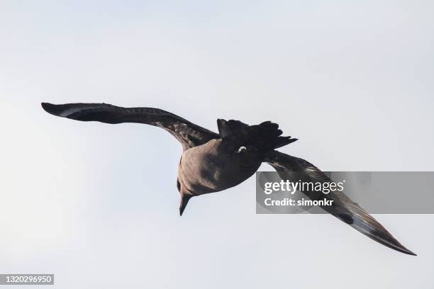 brown skua flying in sky - brown skua stock pictures, royalty-free photos & images