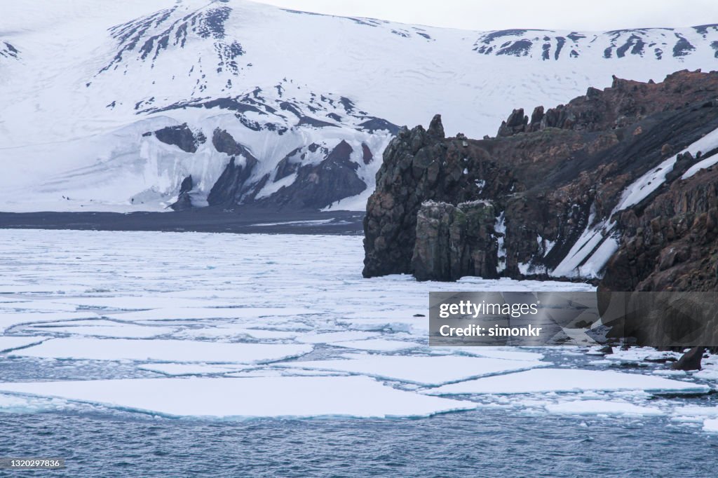 Seal lying on ice sheet with volcanic Deception island in background