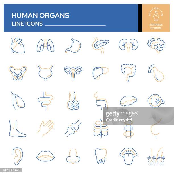 set of human organs and anatomy related line icons. outline symbol collection, editable stroke - gall bladder stock illustrations