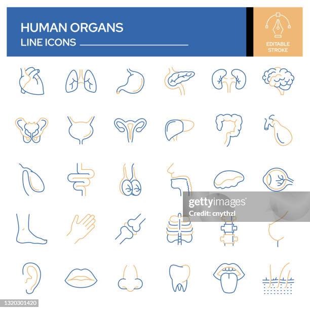 一組人體器官和解剖相關線圖示。大綱符號集合，可編輯筆劃 - heart internal organ 幅插畫檔、美工圖案、卡通及圖標