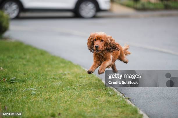 lasciare correre il cane - escaping foto e immagini stock