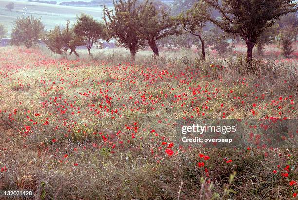 tuscan poppies at dawn - monet stock pictures, royalty-free photos & images