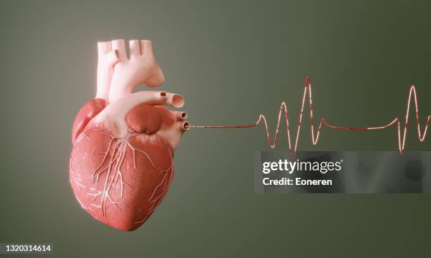 mänskligt hjärta - human heart bildbanksfoton och bilder