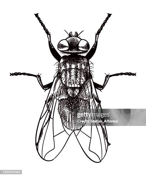 stockillustraties, clipart, cartoons en iconen met vector tekening van een vlieg - insect