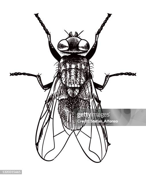 ilustrações de stock, clip art, desenhos animados e ícones de vector drawing of a fly - insect