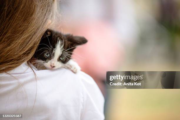 a small kitten nestled in a human neck - rescue stock pictures, royalty-free photos & images