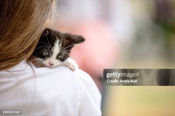 a small kitten nestled in a human neck - vet with kitten stock pictures, royalty-free photos & images