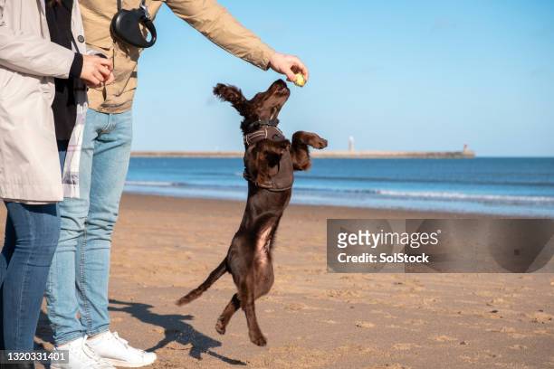 jumping for the ball - cocker spaniel stock pictures, royalty-free photos & images